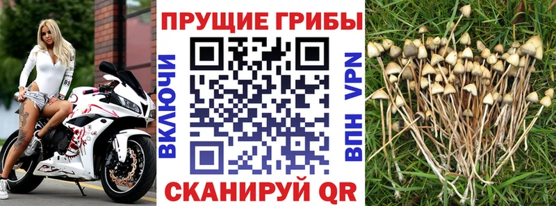 Псилоцибиновые грибы Psilocybine cubensis  хочу   Таштагол 